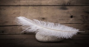 Bright White Feather By Jerry Healy