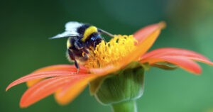 The Last Bumblebee By Hannah Duerloo
