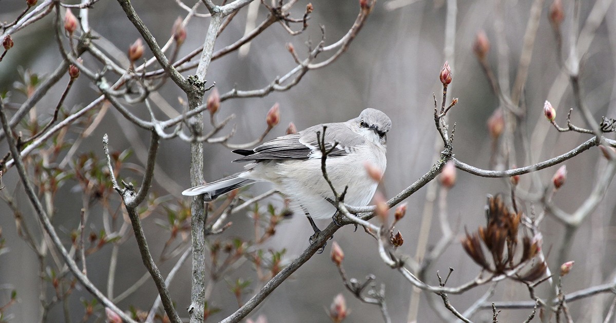 Mocking Birds