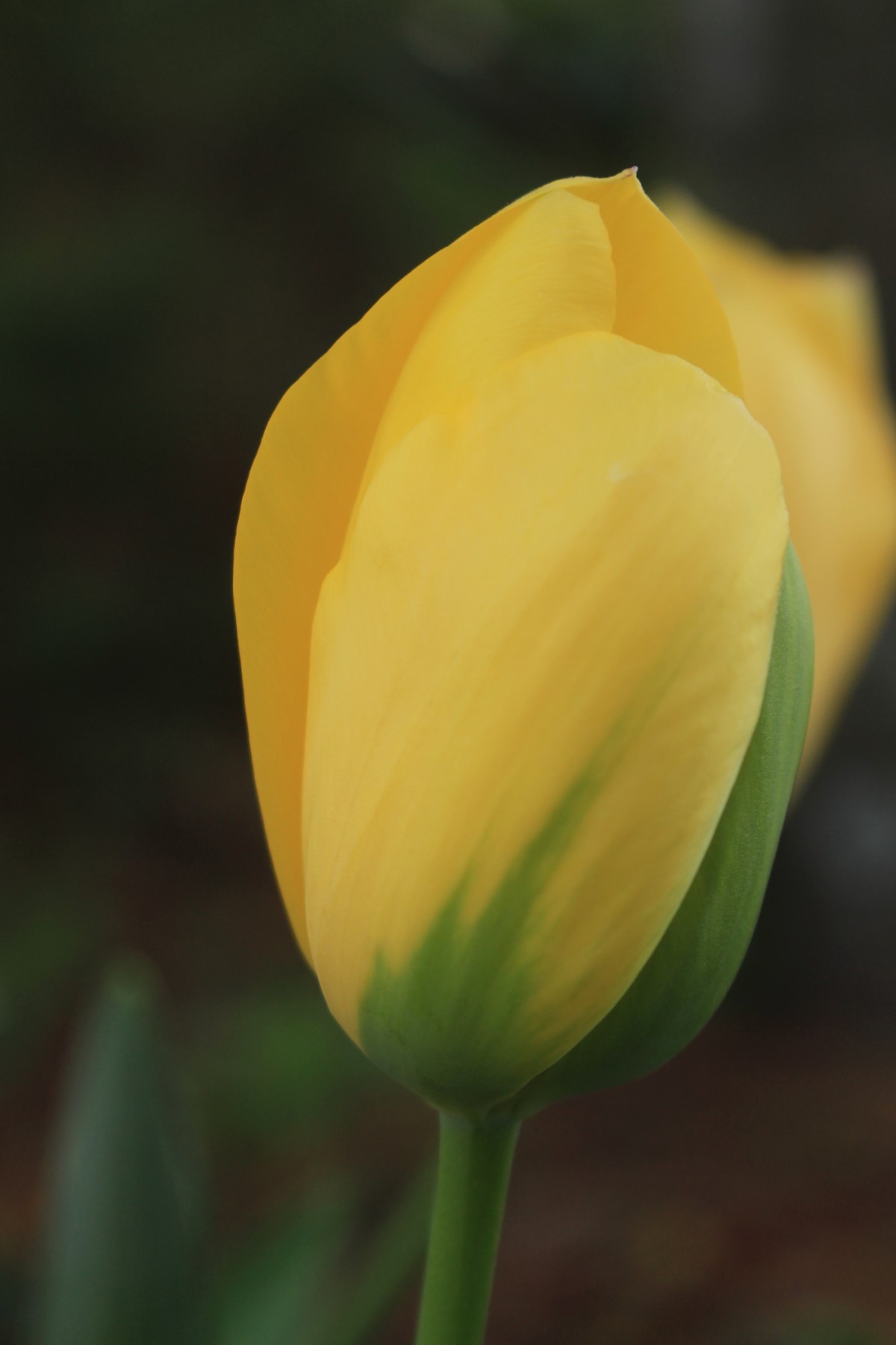Image Select - Photo - A Tulip's Curve - Shiela Denise Scott - IMG_7657