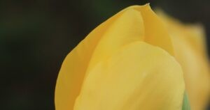 A Tulip’s Curve By Shiela Denise Scott
