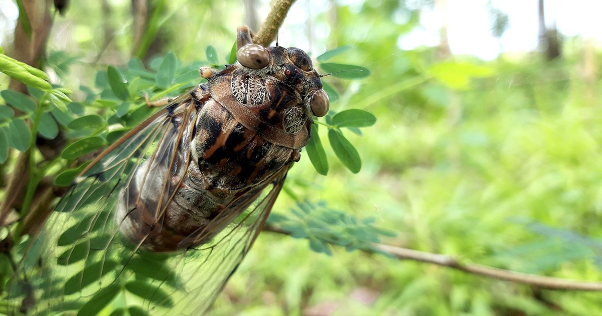 Cue the Cicadas