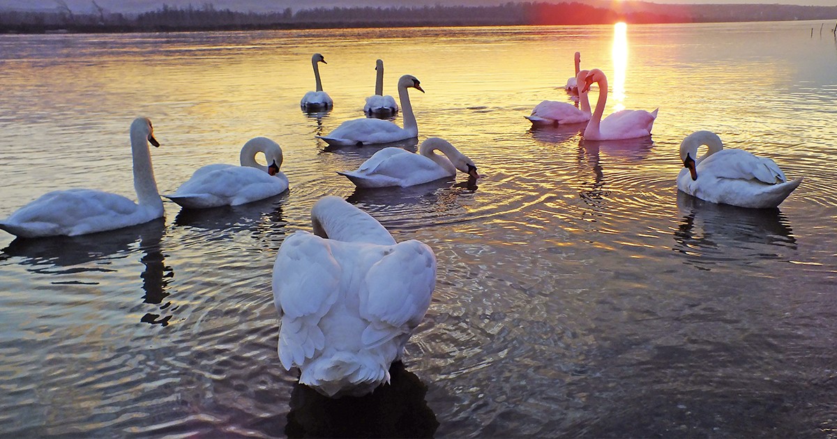 Hospice Swans