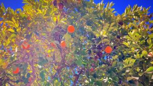 An Orange Tree in Marrekech By Rebecca Dietrich