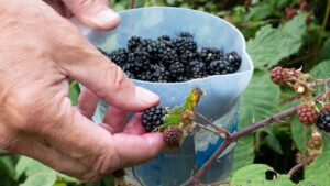 Looking for Blackberries By Michele Wolf