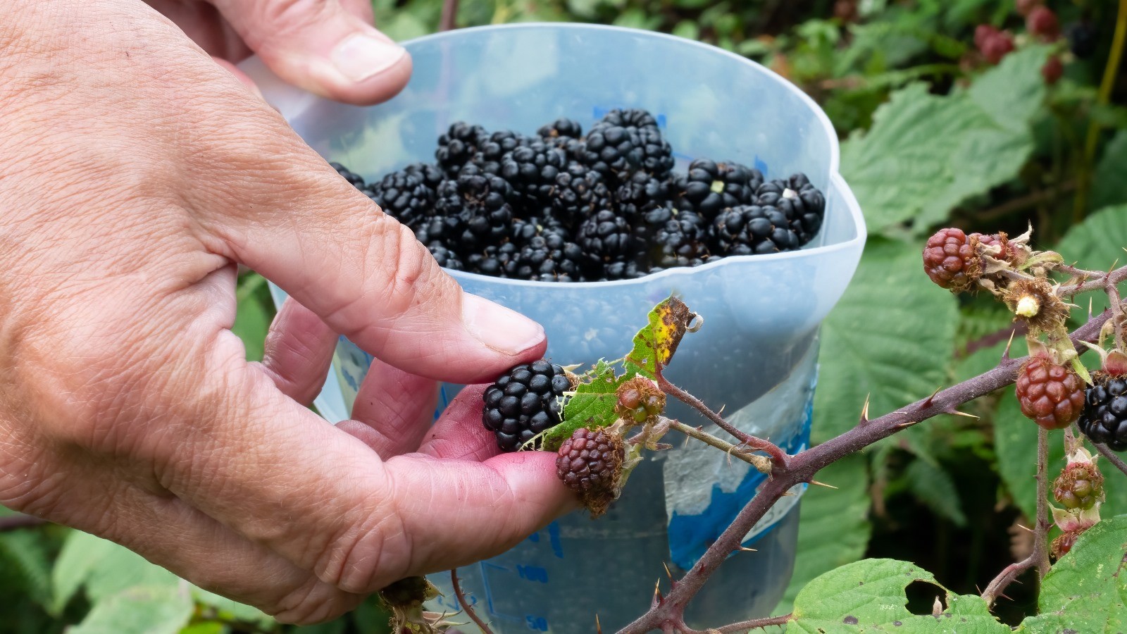 Looking for Blackberries