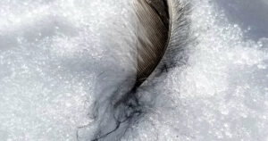 Feather on Snow By Beverly Rose Joyce