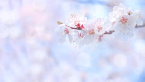 George Knew By Martha Shenton