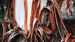 Peeled By Frances Fish