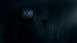 Inherit the Moon’s Awkward Glances By Travis Stephens