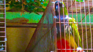 Parrot3 By KJ Hannah Greenberg