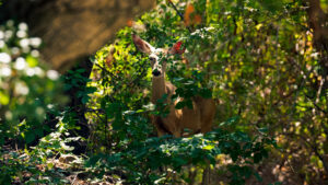 Quiet as Walls By Shay Wills