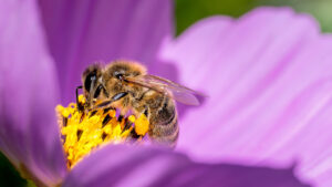 Being Dead By Christine Orio