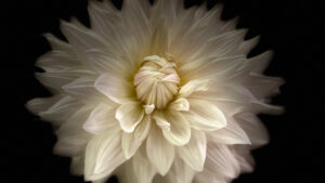 My Yard By Elizabeth Agre