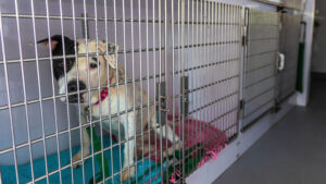 The End of the Line By Debra J. White