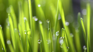 The Absent Gardener By Nina Chordas