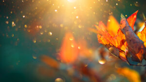 Autumn By Susie Moses
