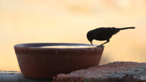 Sparrows at the Well By Emma Janai Marie