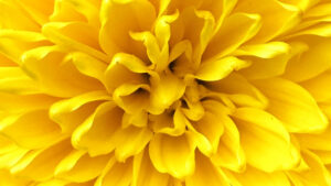 Yellow Chrysanthemum By Tracey Dean Widelitz